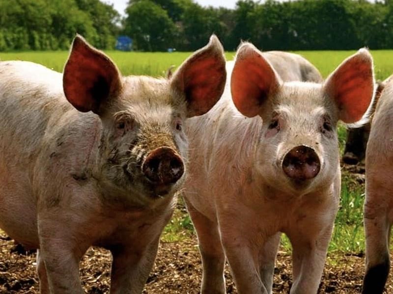 Flæskesteg af svinekam